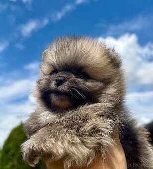 POMERANIAN S PP FCI - 2 kluci a 1 fenka