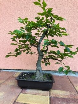 Bonsai, Bonsaj, jamadori, habr obecný