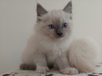 Ragdoll