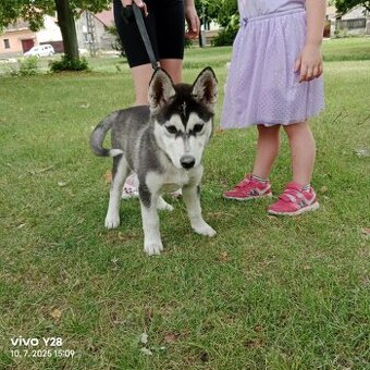 Sibiřský husky