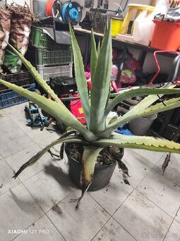 Aloe/ Agáve? Kdo ví