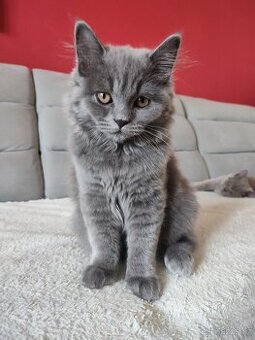 Britská koťátka bez PP