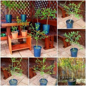 Poncirus  Trifoliata, Citronečník trojlistý, stromky SLEVA