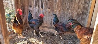 Prodám kohouty Dominant