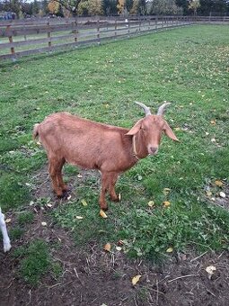 Koza AN x Česká hnědá