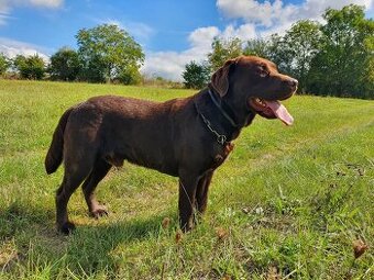 Labradorský retrívr ke krytí