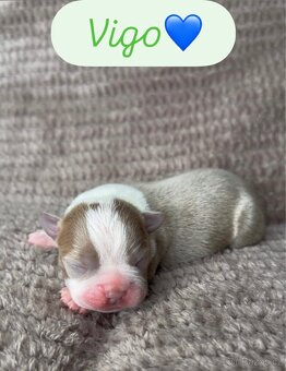 Bostonský teriér s PP