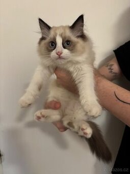 Koťata Ragdoll
