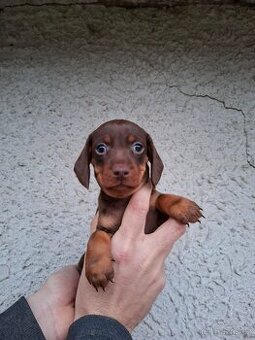 Jezevčík trpasličí