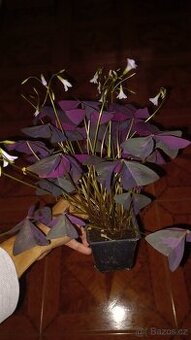 Oxalis šťavel purpurový