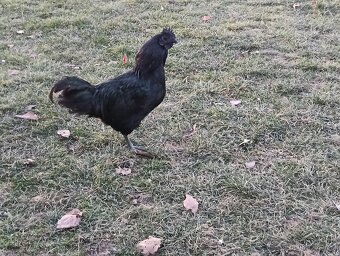Kohouti Ayam cemani