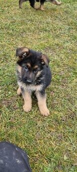Štěně německý ovčák s PP