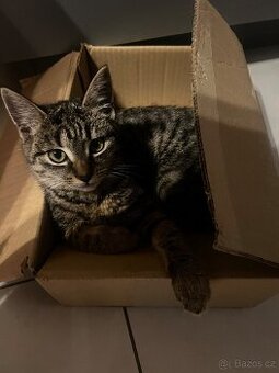 Daruji kotě/kočku 4 měsíce