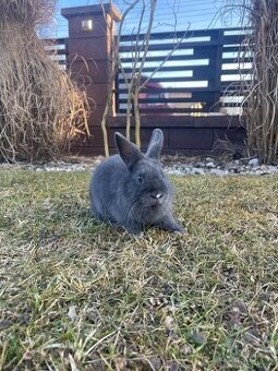 Zakrslý králíček