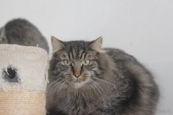Nádherný kocourek Bertík hledá domov