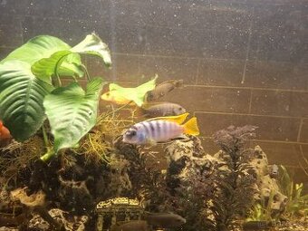 prodám tlamovce - 1