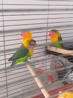 Agarponis Fisery a Kanáři.