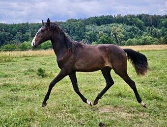 Lusitano klisna nar. 5/2024