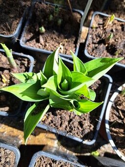 Hosta