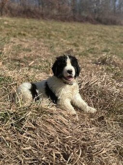 Landseer