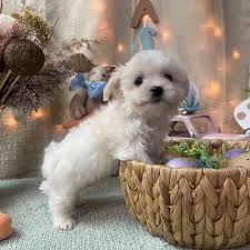 Coton de Tulear