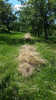 seno zdarma, Jalubí u UH