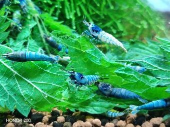 Krevetky Caridina - Blue Bolt