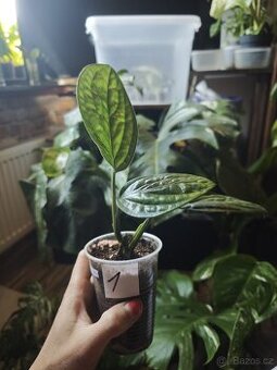 Monstera Karstenianum ( Peru ) č.1
