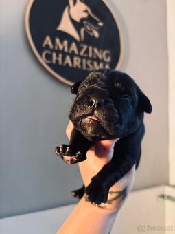 Cane corso s PP - 11 Vánočních štěňátek k rezervaci