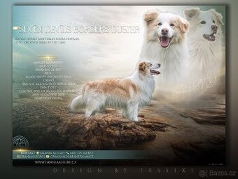 Krycí pes - Border kolie (import Maďarsko)