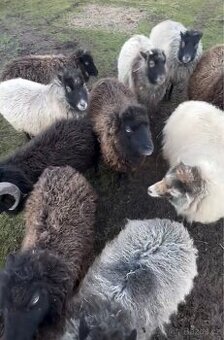 Ovce ouessantská (Quessantská)