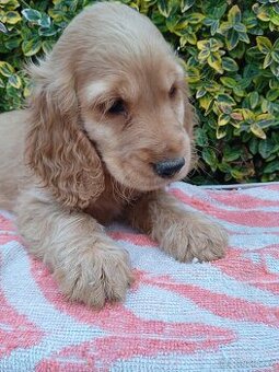 Anglický kokršpaněl ,kokr bez PP