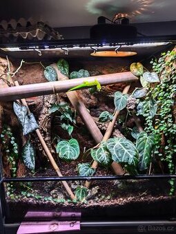 Terárium+ Phelsuma grandis pár