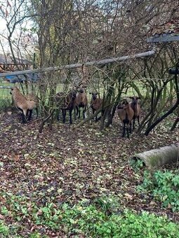 Prodám stádo kamerunských oveček