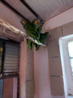 Amazoňan oranžovokřídlý