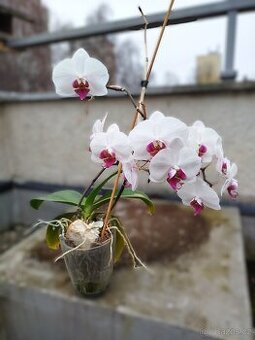 Bohatě kvetoucí orchidej – Hradec Králové