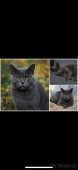 Nabízím kocoura ke krytí – Britská krátkosrstá (modrá)