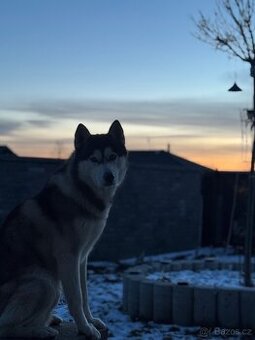 Sibiřský husky ke krytí
