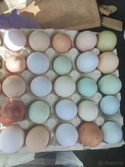Vejce do líhně , možné předání na burze Přerov