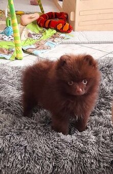 Pomeranian Edward Dogs Dream Pom Kennel