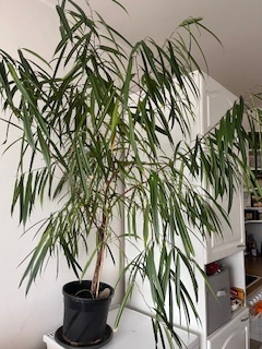 Ficus Maclellandii