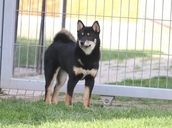 Shiba inu čierny pes s PP