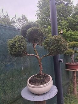 Bonsai,bonsaj Jalovec - 1