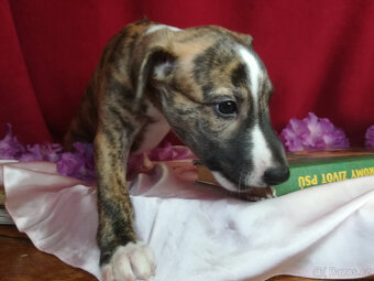 Whippet pejsek bez PP po obou rodičích s PP ( FCI)
