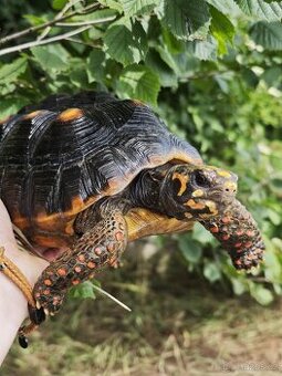 Samec želvy uhlířské - chelonoidis carbonarius - 1