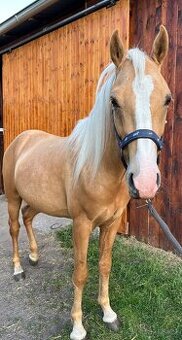Pony