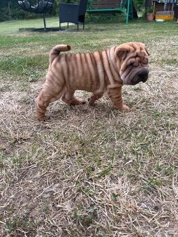 Sharpei , šarpej - 1