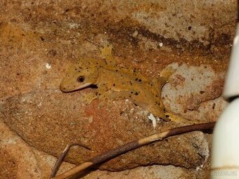 Pagekon řasnatý (Coreolophus ciliatus)