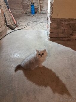 Prodám perskou kočičku