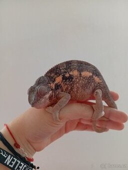 Samice chameleona pardaliho